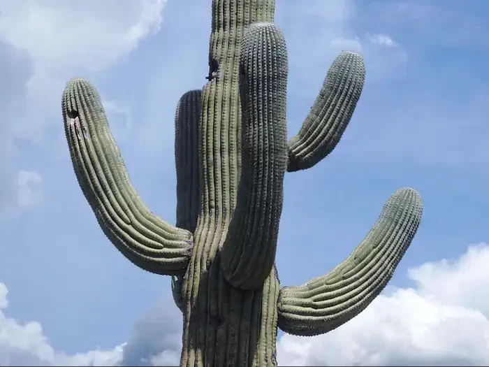 Saguaro National Park Wilderness Permits