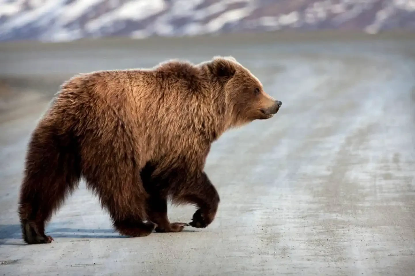 Denali Park Road Timed Entry (2021)