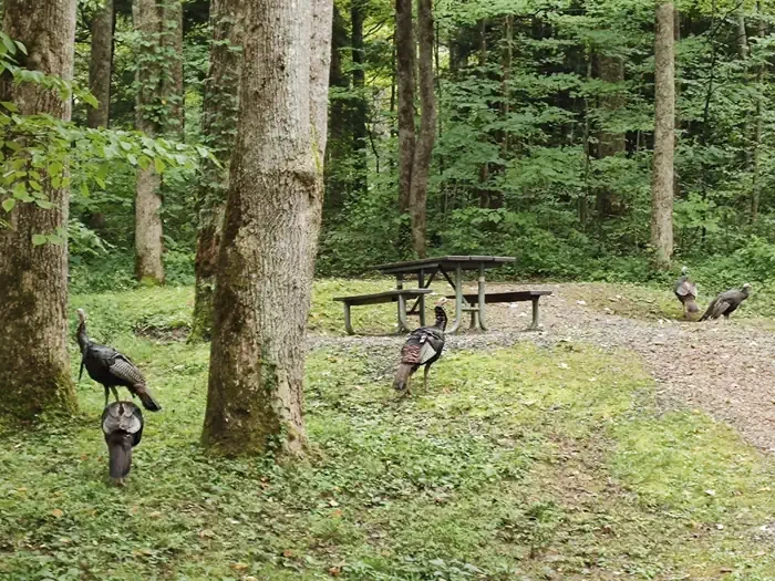 Cosby Campground