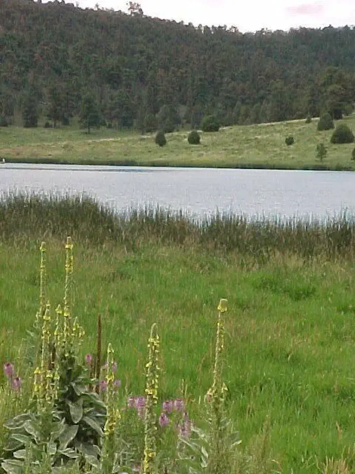 Pinon Campground (Quemado Lake)