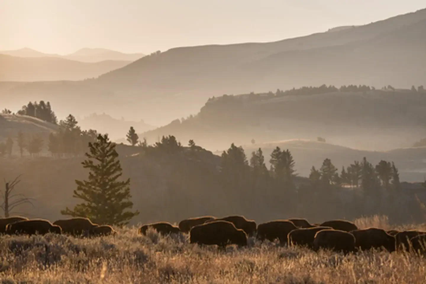 Yellowstone National Park