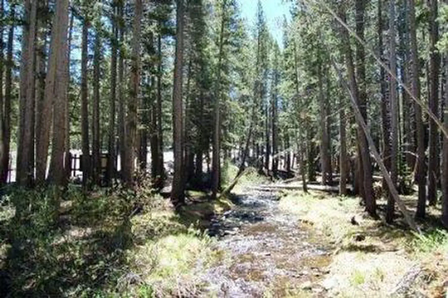 Coldwater Campground - Inyo NF (CA)