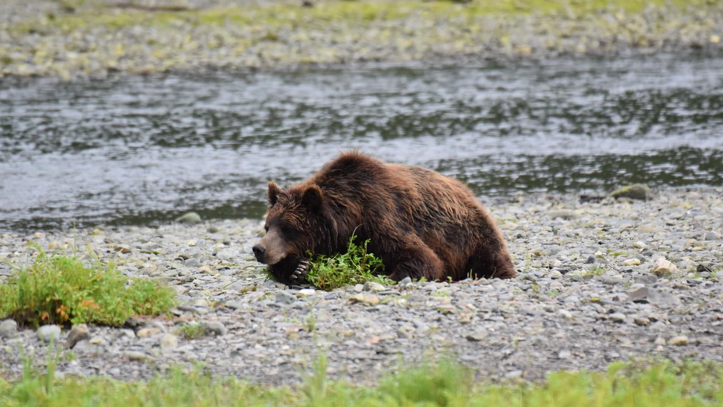 Pack Creek Bear Viewing Area