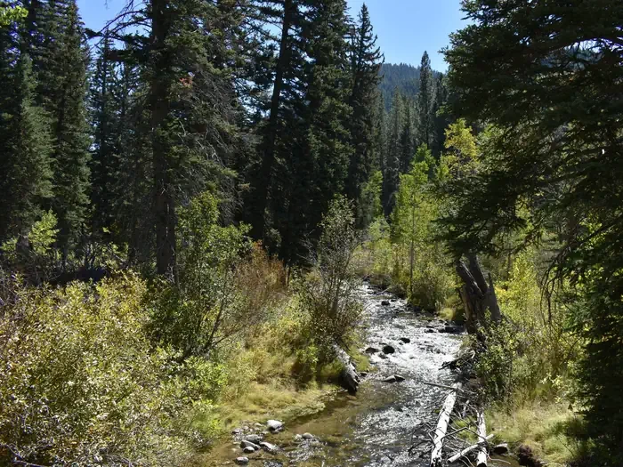 Spruces - Big Cottonwood