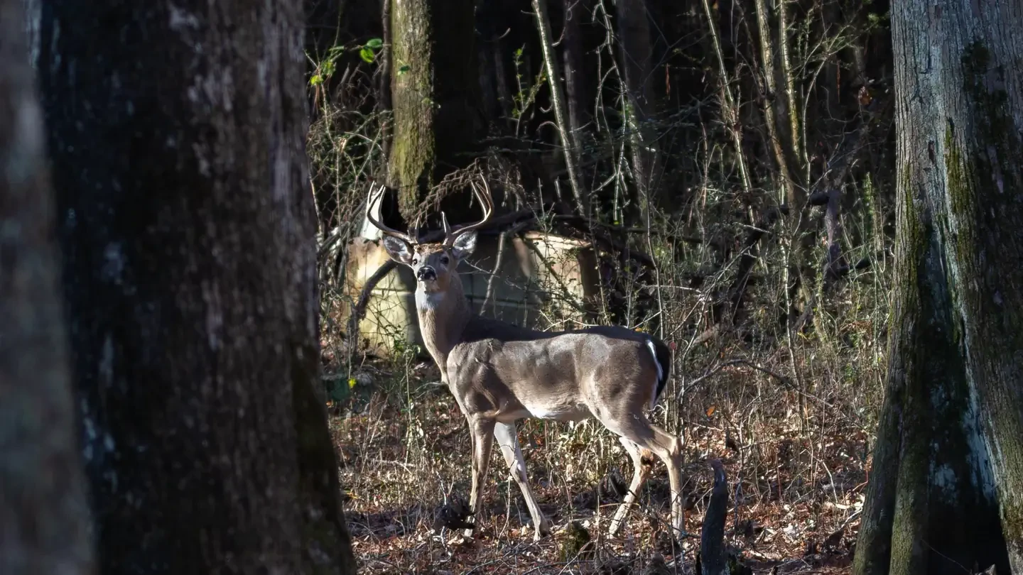 Tennessee Tombigbee Waterway Hunting Permit
