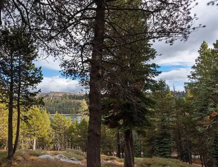 (lake Alpine) Silver Tip Campground