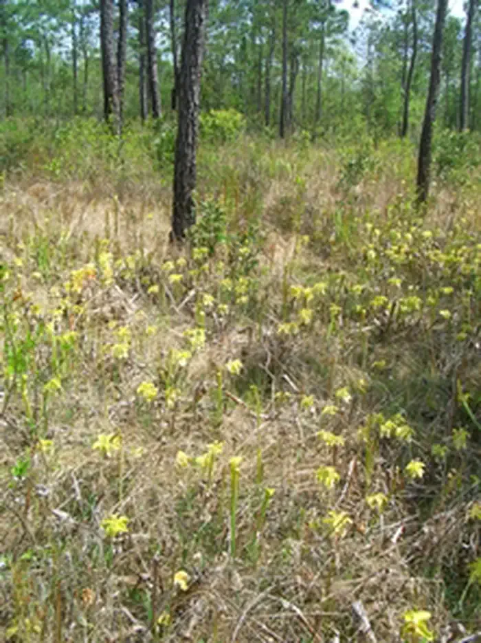Big Thicket National Preserve