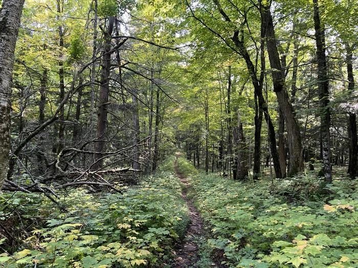 Sylvania Wilderness Backcountry Camping