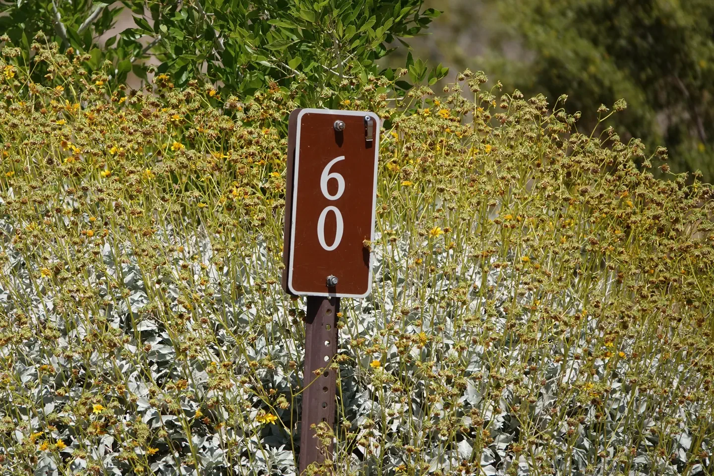 Site 60
