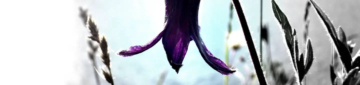 Axolotl Lakes