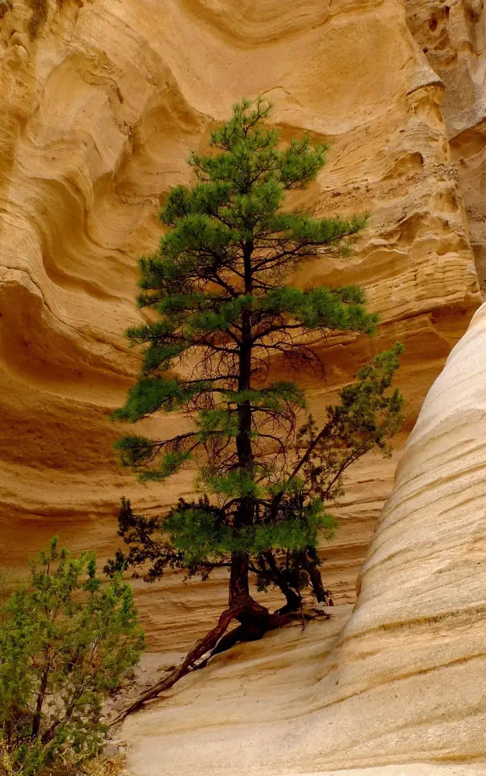 Kasha Katuwe Tent Rocks National Monument Ticketed Entry