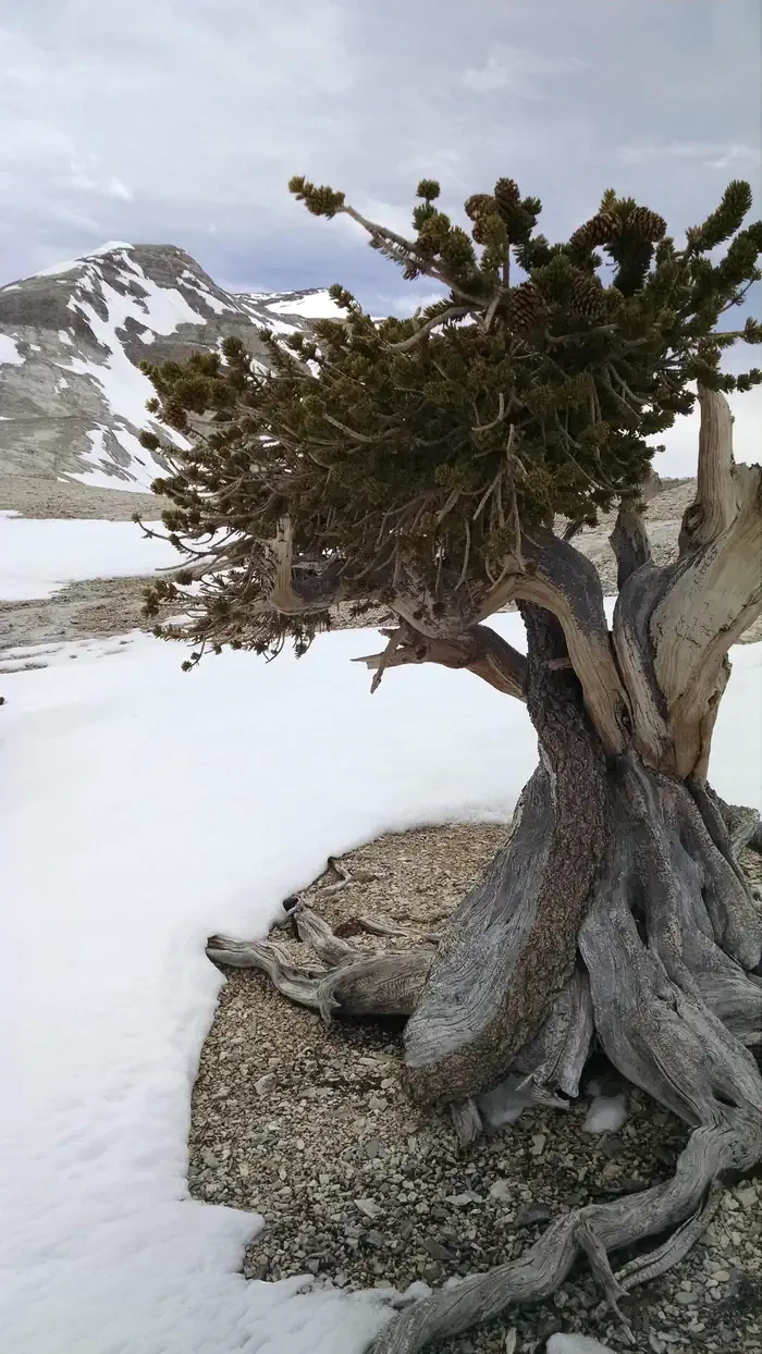 Upper Lehman Creek Campground