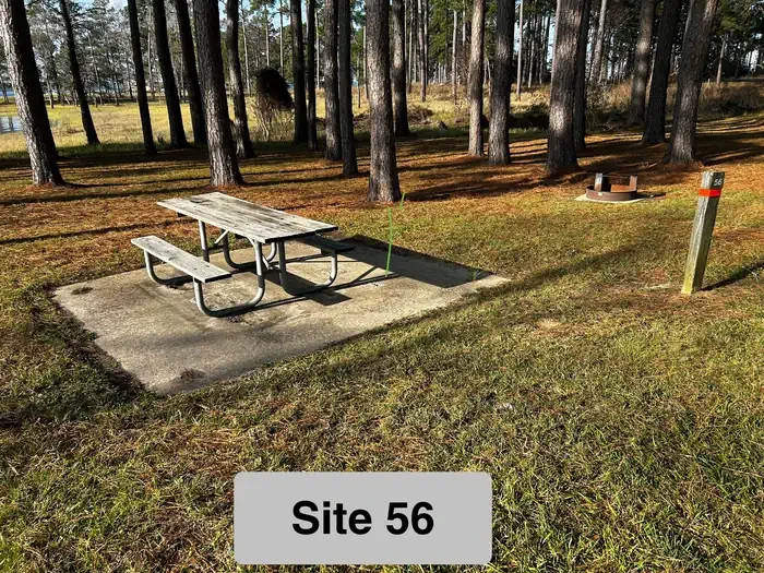 56