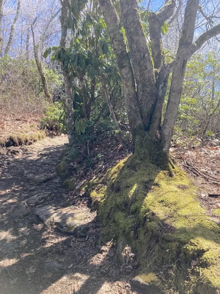 Whiteside Mountain