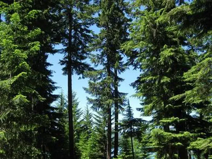 Hoodview Campground (Timothy Lake, OR)