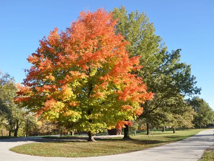 Acorn Valley