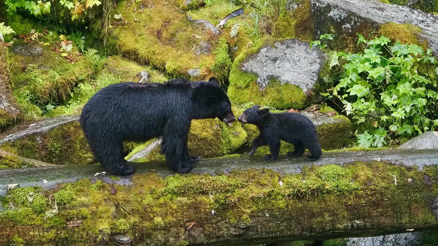 Anan Wildlife Observatory Permits