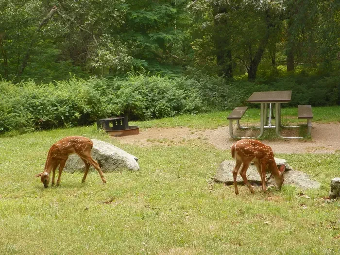 Big Meadows Campground - Shenandoah (VA)
