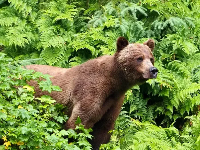 Anan Wildlife Observatory Permits