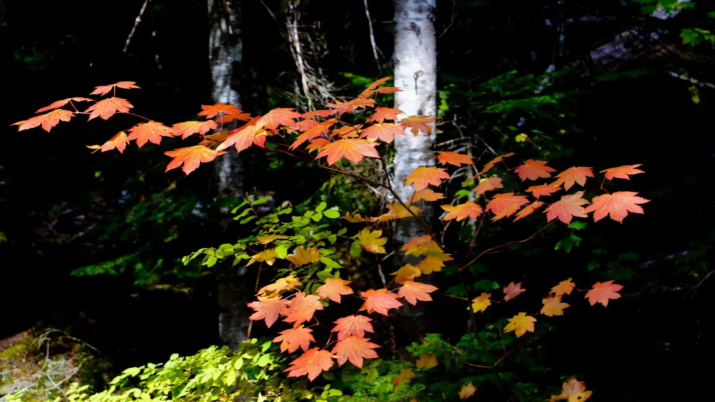 Sweet Home Nature and Heritage Tours