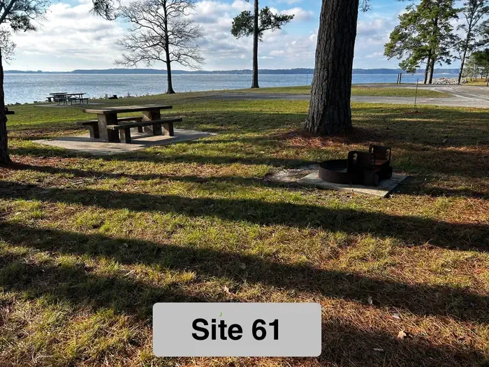 61