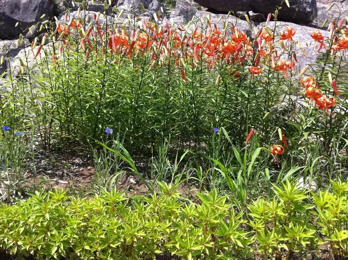 Ellsworth Rock Gardens Tour and Eagle Watch