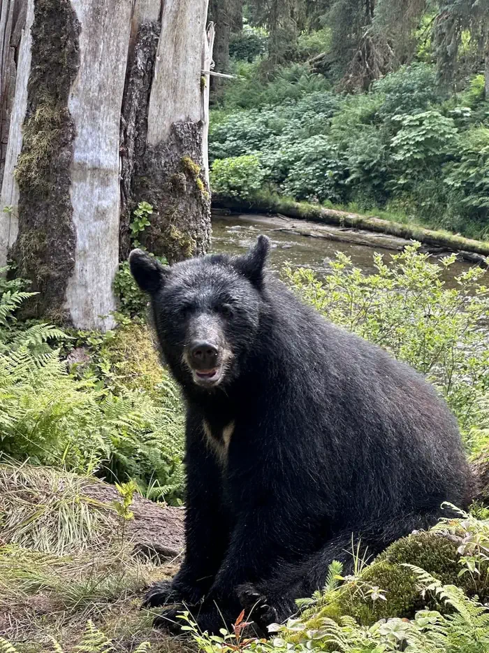 Anan Wildlife Observatory Permits