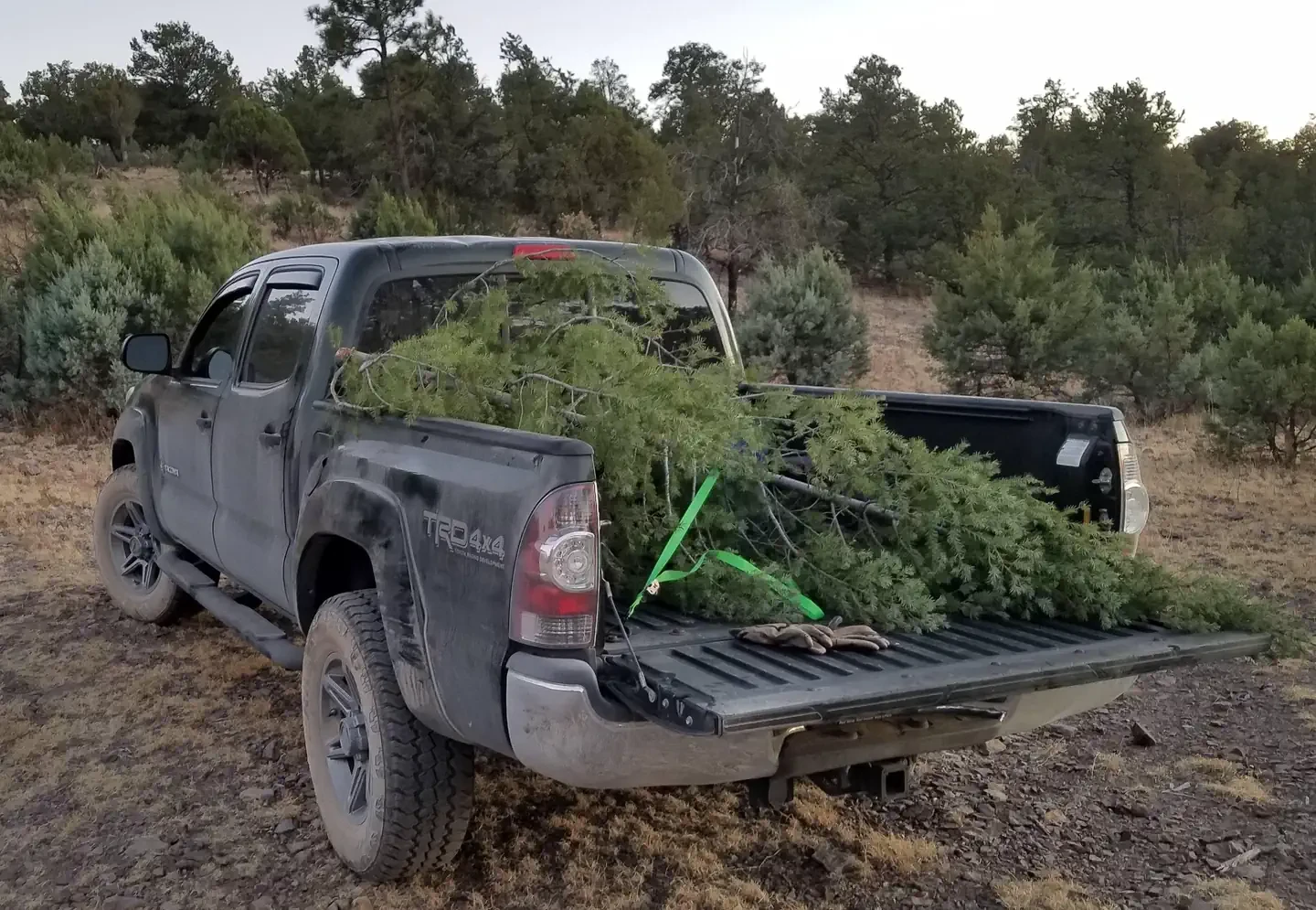 Gila National Forest Christmas Tree Permit