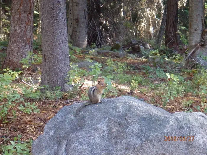 Lodgepole Campground (Washington)