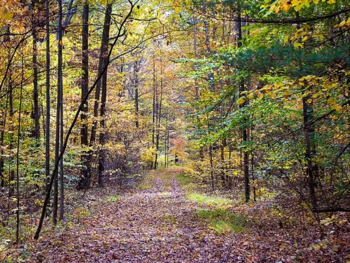 Hoosier National Forest