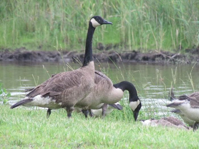 Mattamuskeet NWR September Canada Goose Hunt