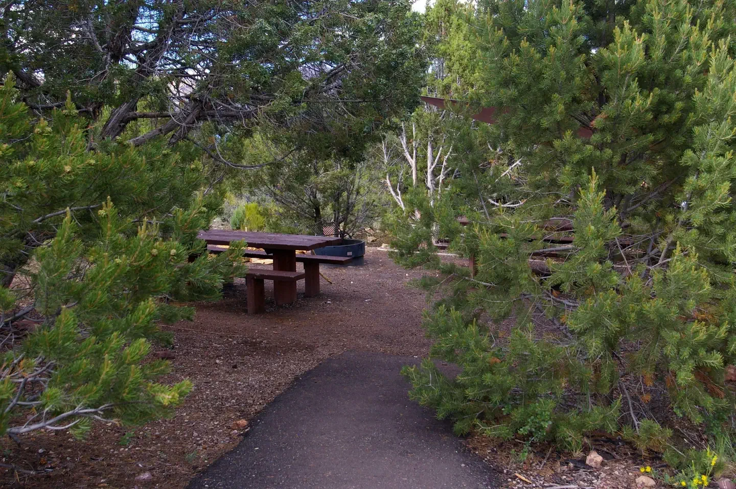 Cedar Springs Campground