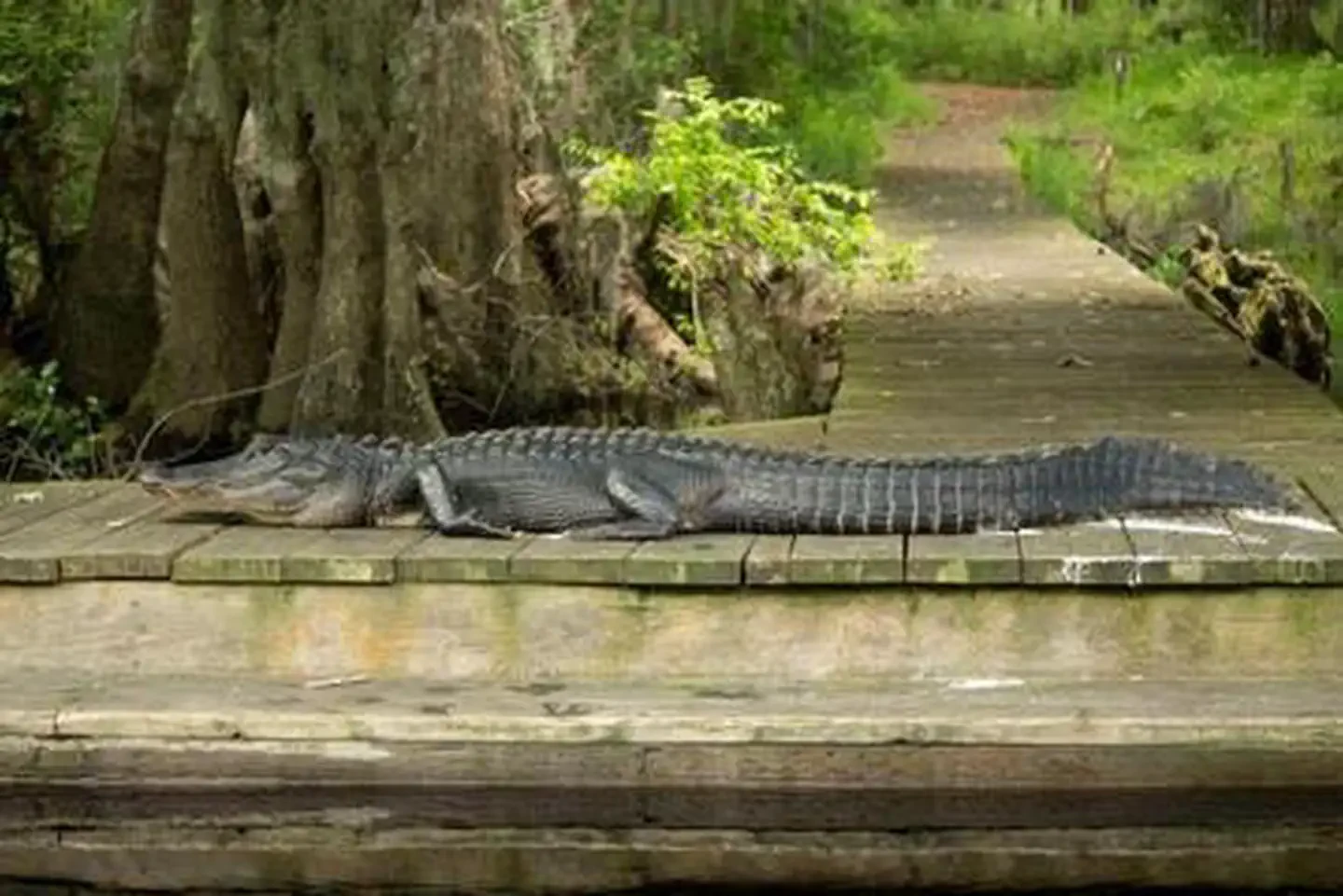 Okefenokee National Wildlife Refuge Overnight Camping Permit