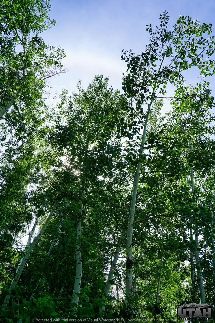 Payson Lakes
