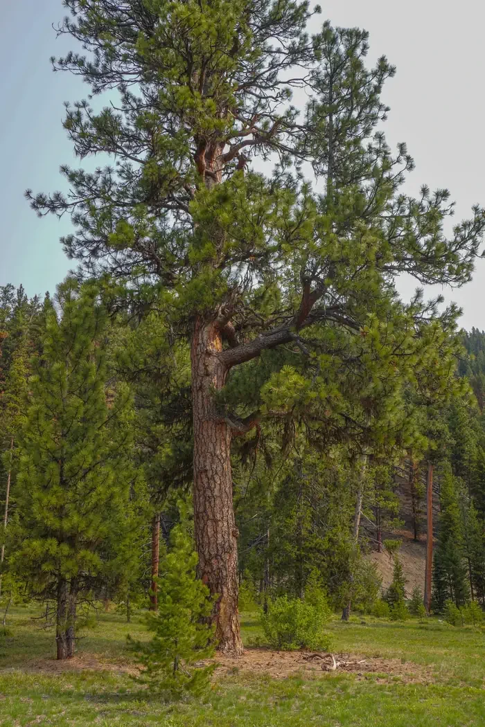 Fales Flat Campground