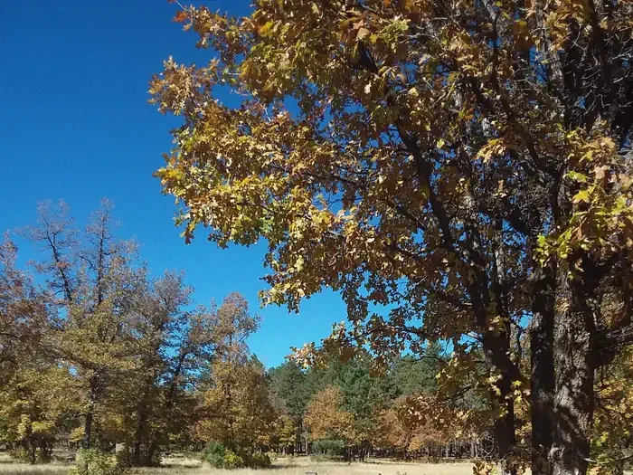 Aspen (az)