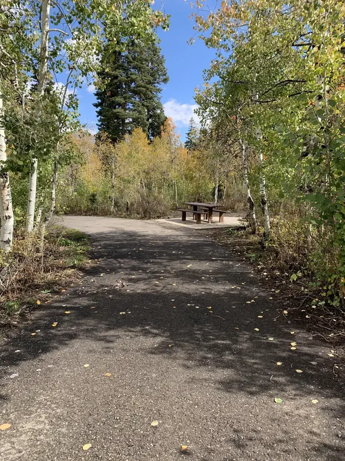 C26