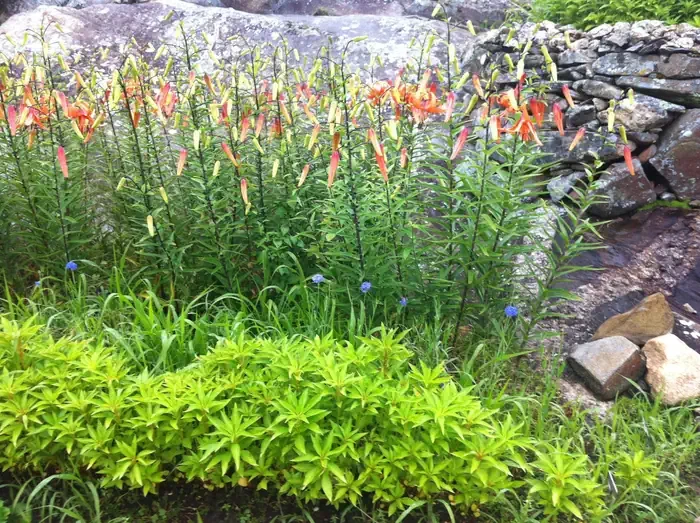 Ellsworth Rock Gardens Tour and Eagle Watch