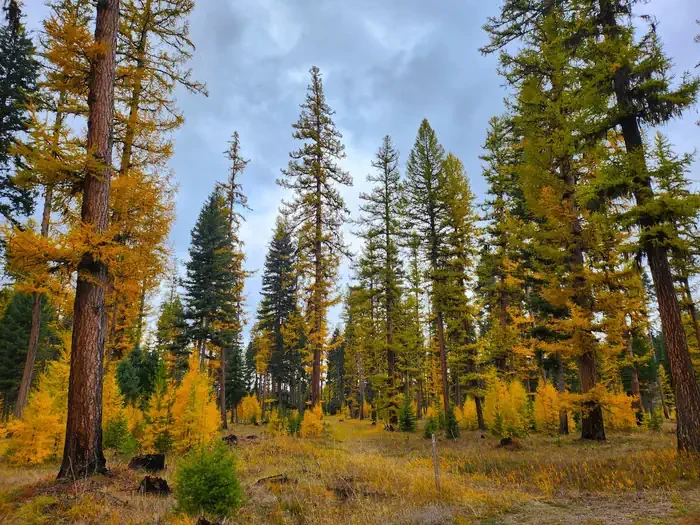 Big Larch Campground