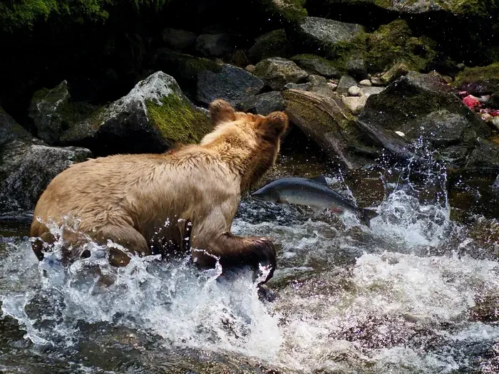 Anan Wildlife Observatory Permits