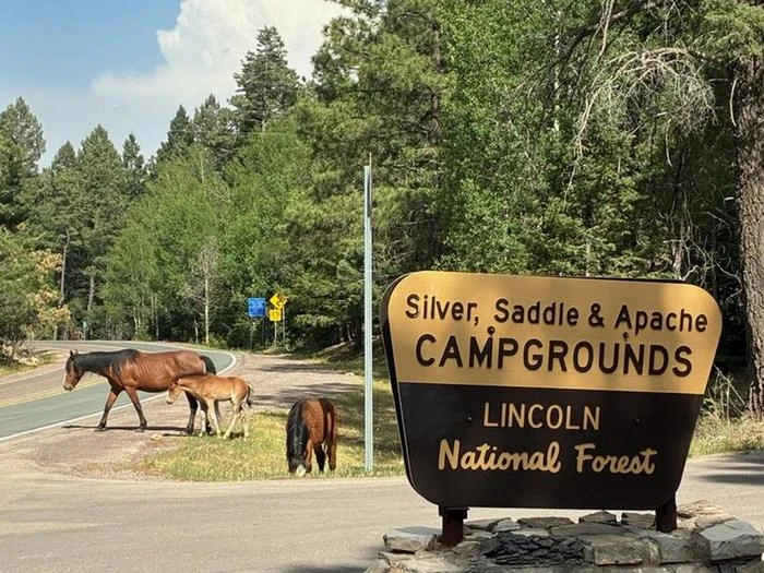 Saddle (NM)