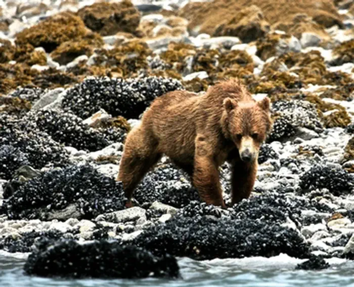 Glacier Bay National Park & Preserve