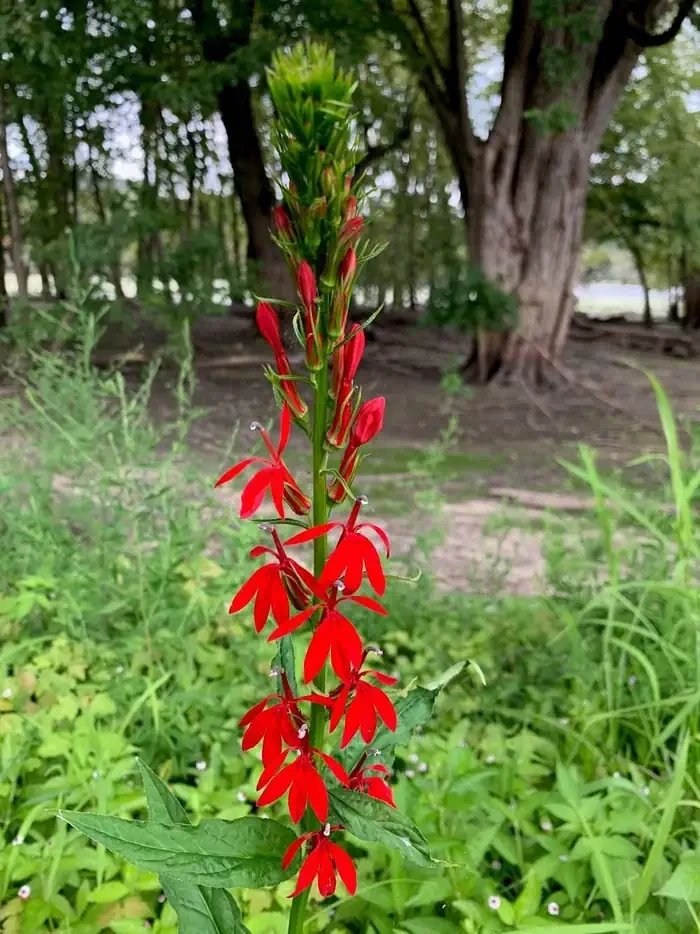 Blackhawk Park