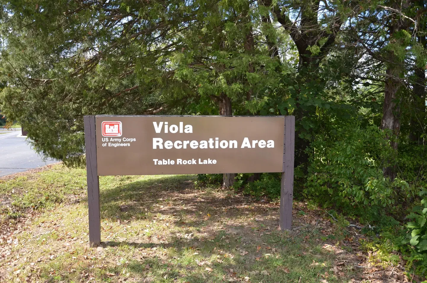 Viola