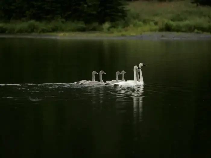 Kenai National Wildlife Refuge