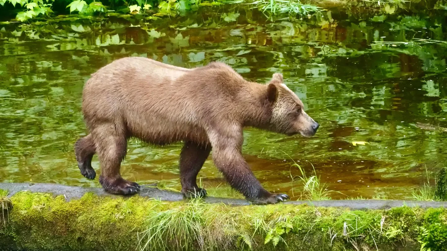 Anan Wildlife Observatory Permits