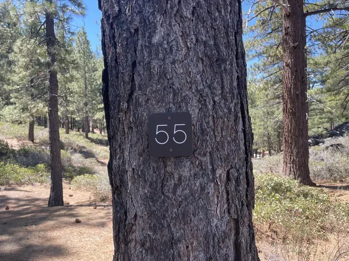 55