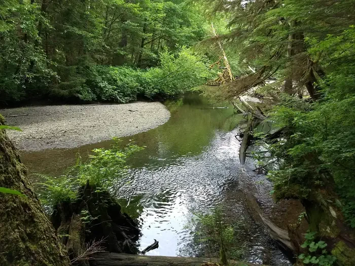 Starrigavan Creek Cabin