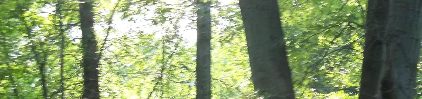 H19