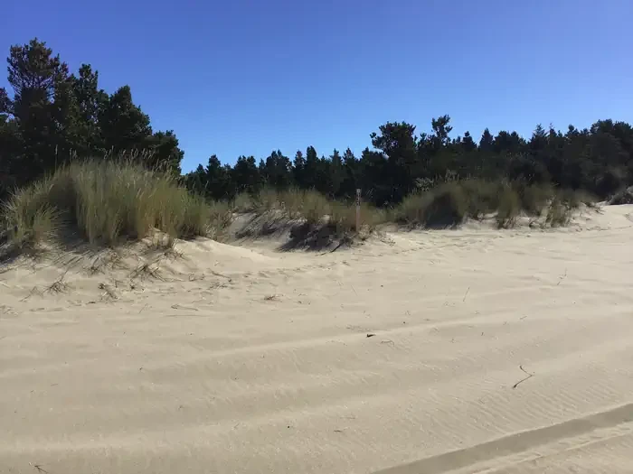 131